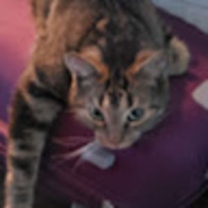 Meet your Posher, Britne